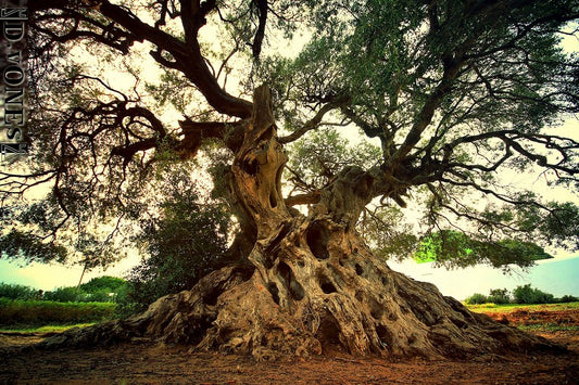 Discover the Timeless Beauty and Sustainability of Olive Wood with Kamsah